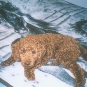 Cooper