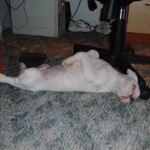 Cracker sleeping