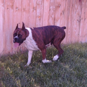 Ginger checking the fenceline