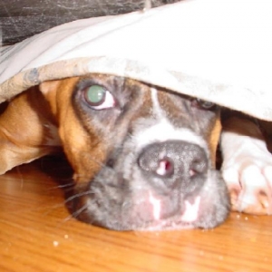 Under the Sofa