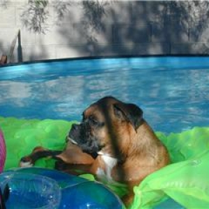 pancho in the pool