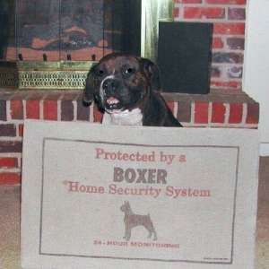 Boxer security