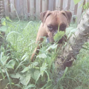 Rocco eating plants