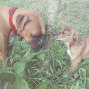 Rocco & Sammy