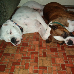 Siesta