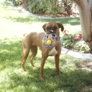 Mey B-Day Toy