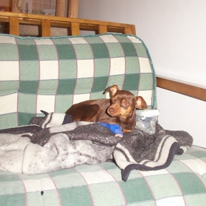 first night home