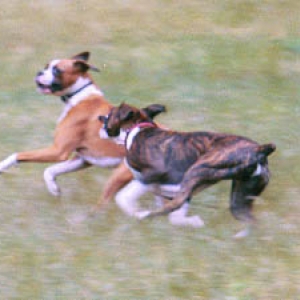 Mason & Sampson playing chase