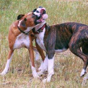 Mason & Sampson doing karaoke