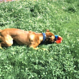 die ball die!