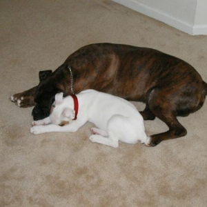 Archie & Dixie down