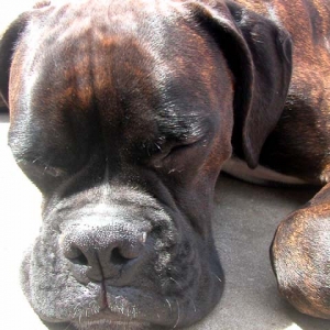 Rufus