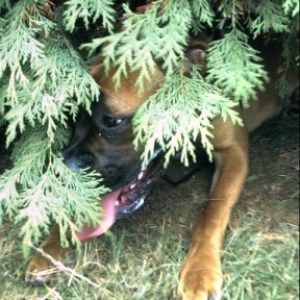 I am one with the tree