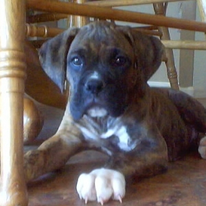 Romeo 7 weeks