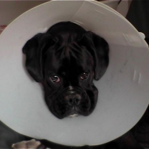 sad puppy