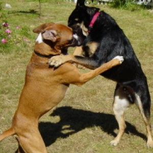 Playing