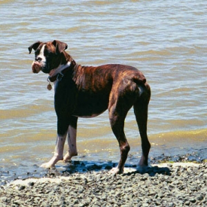 Mason the beach comber