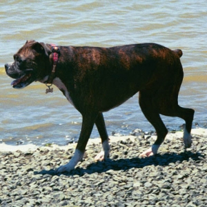 Nikki the beach comber