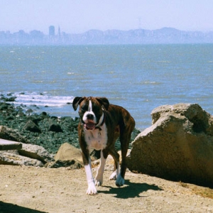 SF Skyline