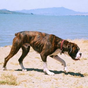 Mason stalking Sampson