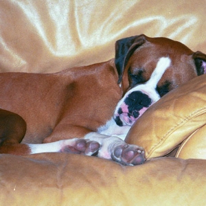 Sampson so tired