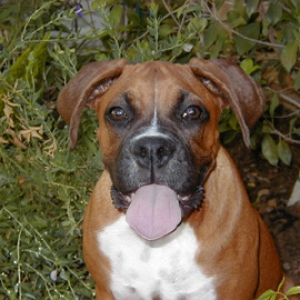 One Happy Puppy