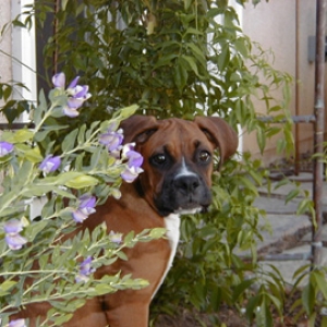 Ellie amongst the Sweet Peas