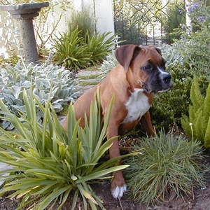 A Day in the Garden