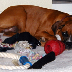 Too Pooped to Play