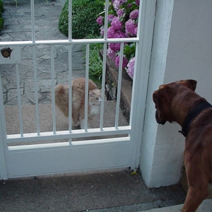 she is about to attack!