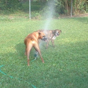 It's Sprinkler Time!