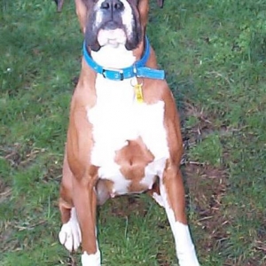 Stella