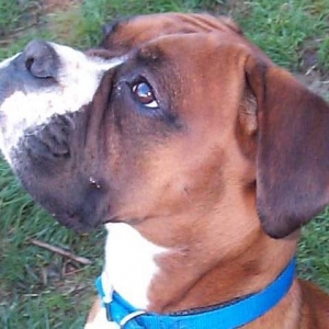 Stella