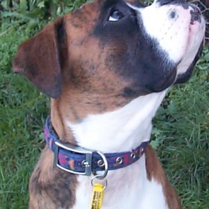 Henri in profile