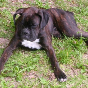 Rufus catching flies.