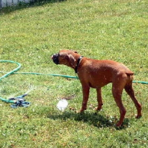 Sprinkler Drinker