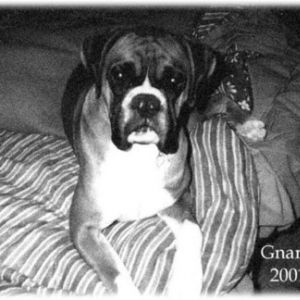gnarly2001