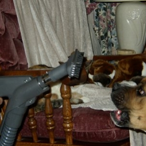 Annie killing the vacuum! (4 pics)