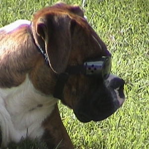 Im to sexy for my Doggles.....
