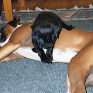 Sleeping Sampson and mischievous pup