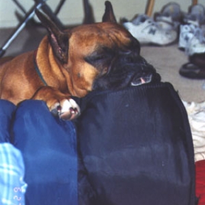 A Sleeping Boxer Must Have a Pillow