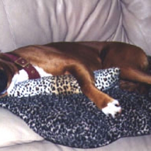 Sofa Hog