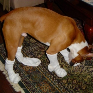 Got Socks??