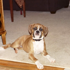 Sadie 4 months