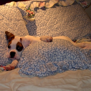 This bed is nicer than mine...