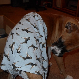 Madison In Daddy's Boxer "Boxer" Shorts