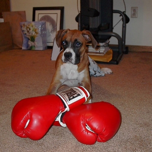 Madison The Boxer