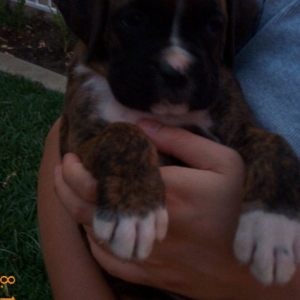 New Courage at 6 weeks