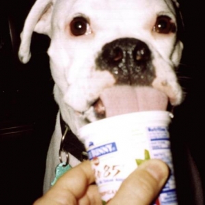 I Luv Yogurt!
