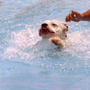 I'm Swimming